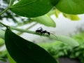 Ants Royalty Free Stock Photo